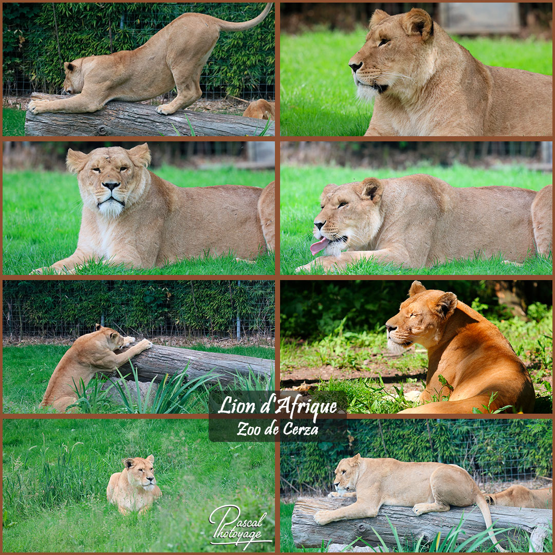 55430065_cerza_-_lion_d_afrique_01_-_layout_53_1080x1080.jpg