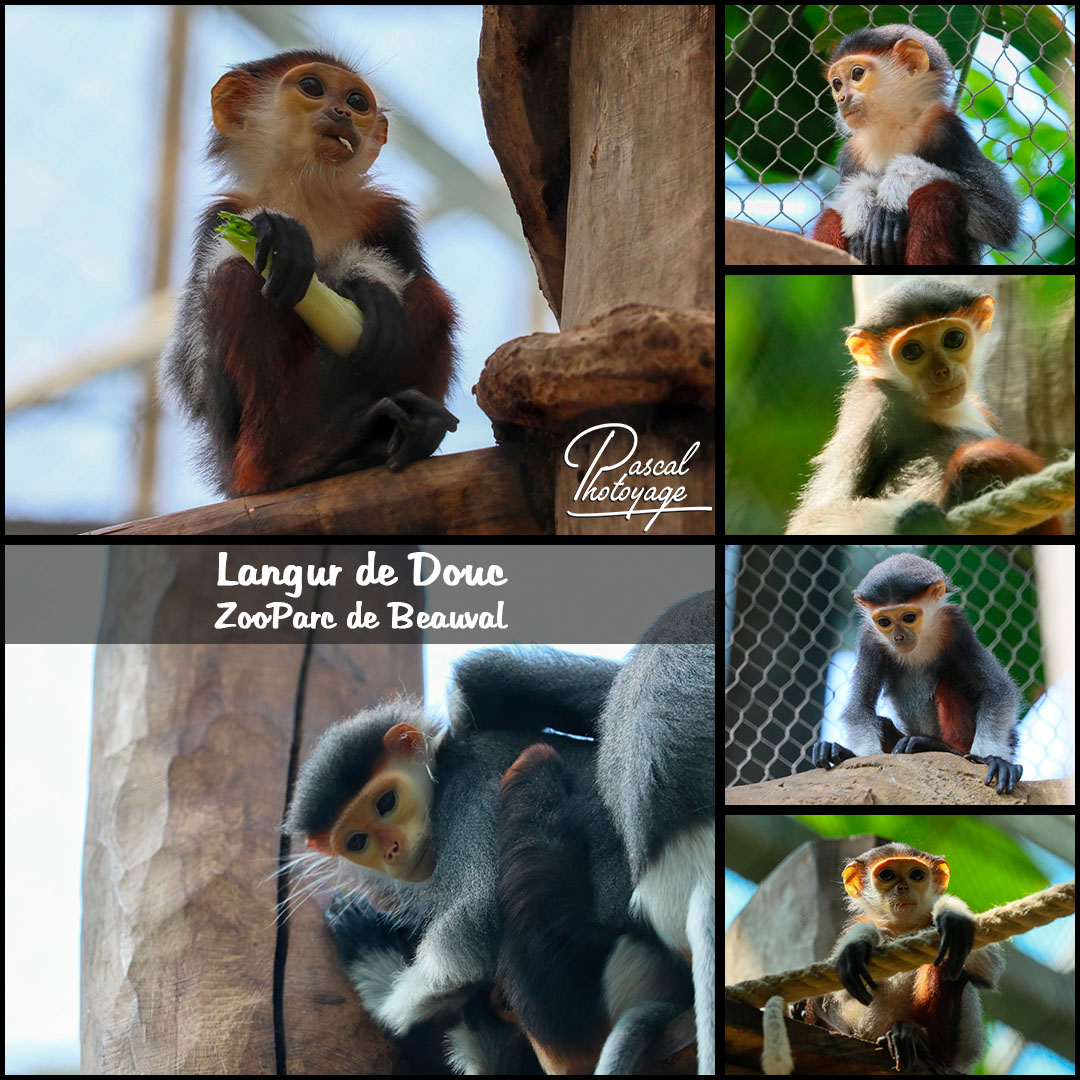 55787552_langur_de_douc_01-_zooparc_de_beauval_-_layout_64_1080x1080.jpg