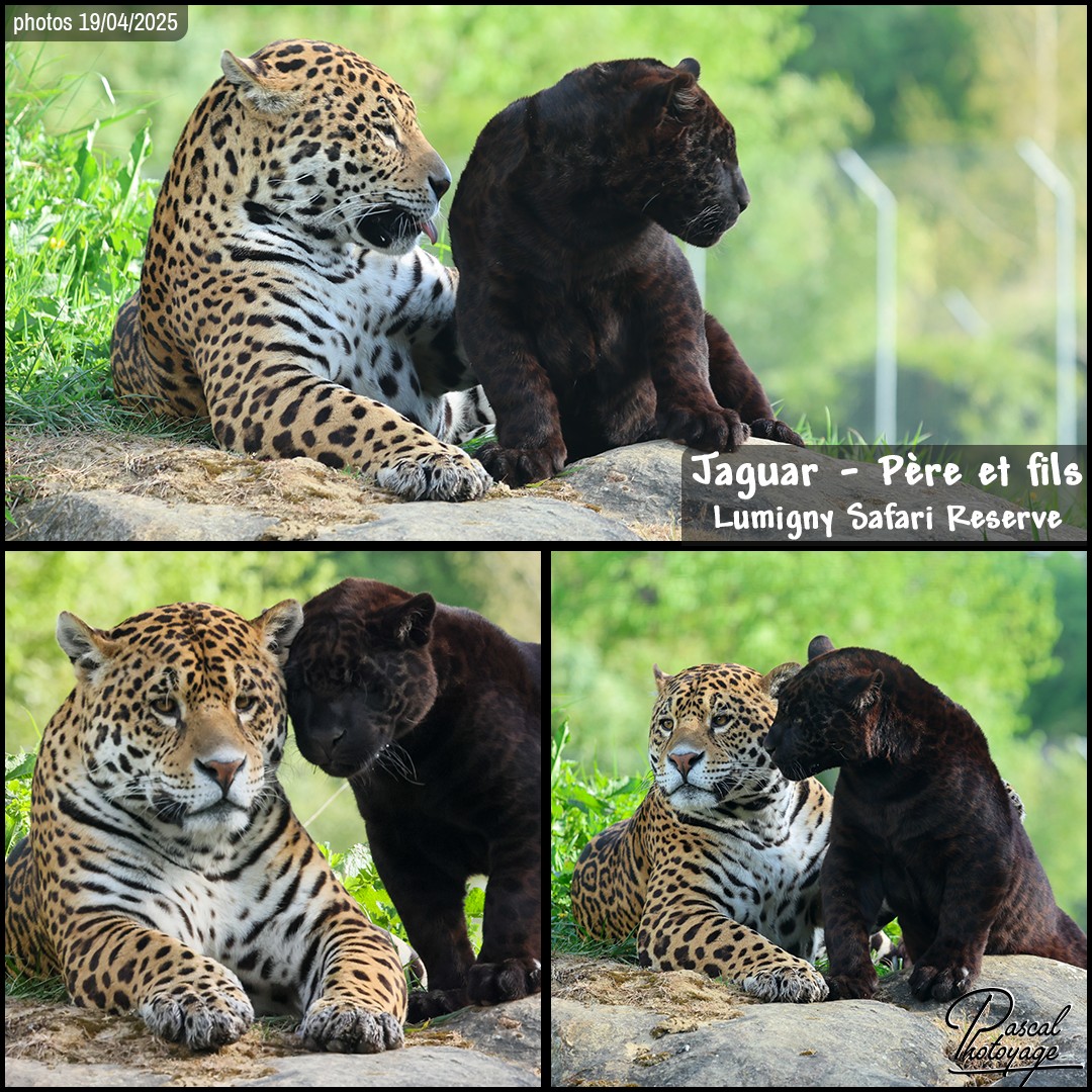 58684115_jaguar_01_-_lumigny_safari_reserve_-_layout_58_1080x1080.jpg