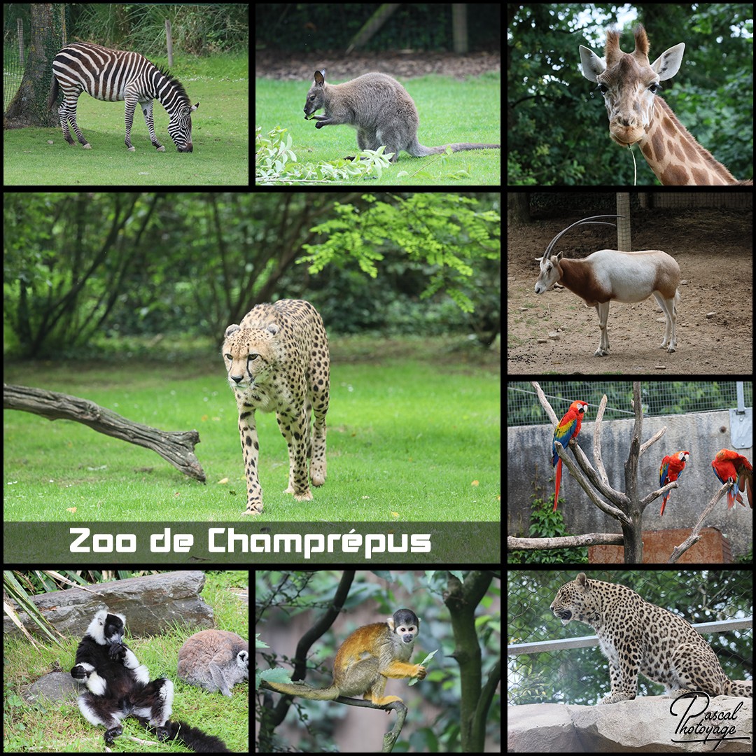 59107487_zoo_de_champrepus_01_-_layout_46_1080x1080.jpg