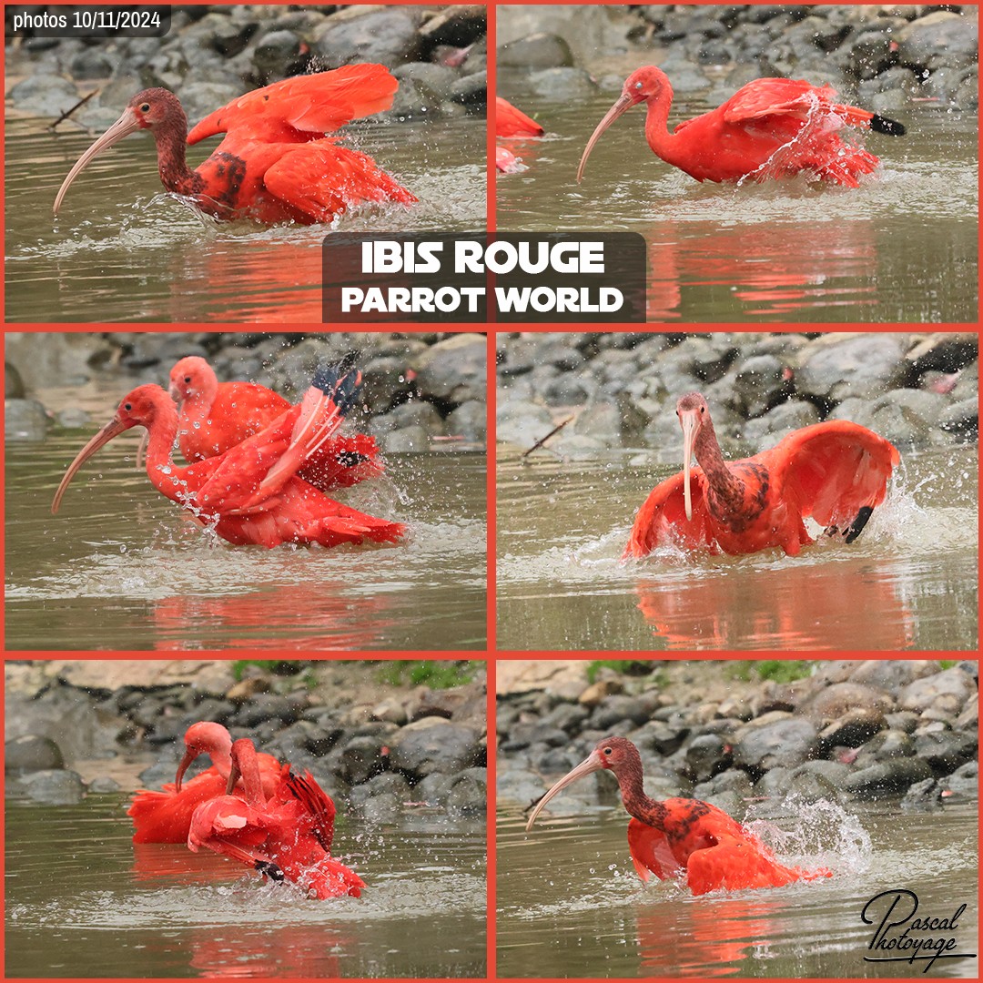 59598618_ibis_rouge_01_-_parrot_world_-_layout_71_1080x1080.jpg
