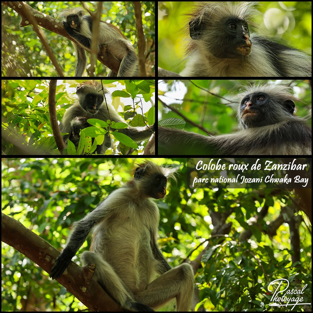 60247795_colobe_roux_de_zanzibar_01_-_layout_55_1080x1080.jpg