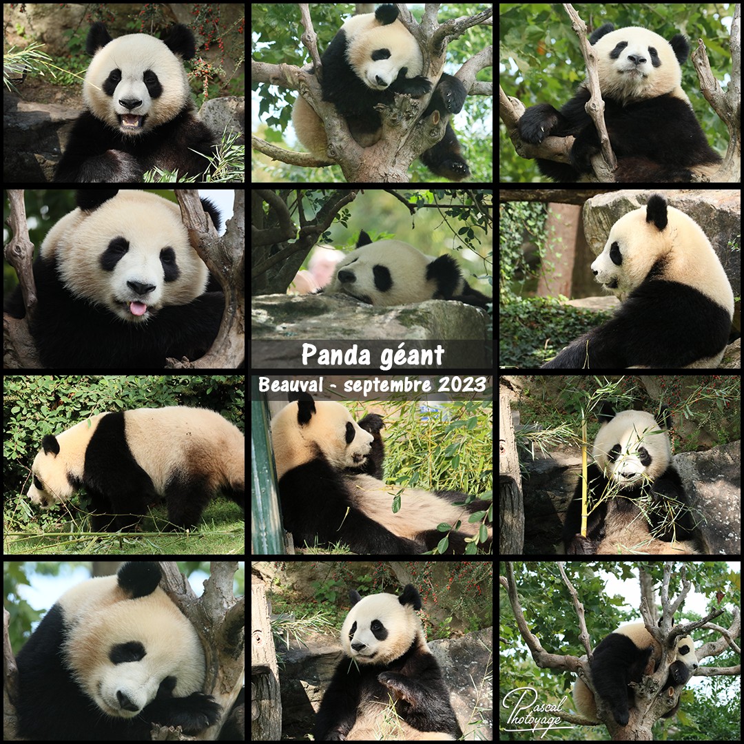 60525072_panda_geant_01_-_layout_63_1080x1080.jpg