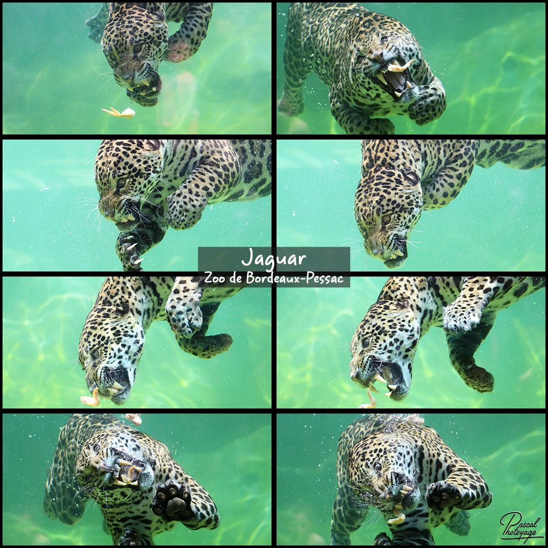 60624818_jaguar_-_bordeaux-pessac_-_layout_53_1080x1080.jpg