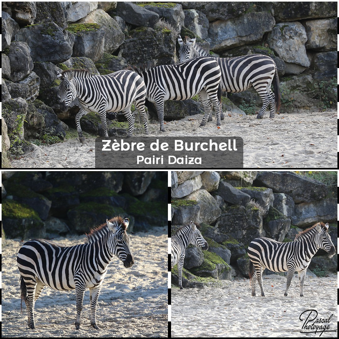 60697399_pairi_daiza_-_zebre_de_burchell_01_-_layout_58_1080x1080.jpg