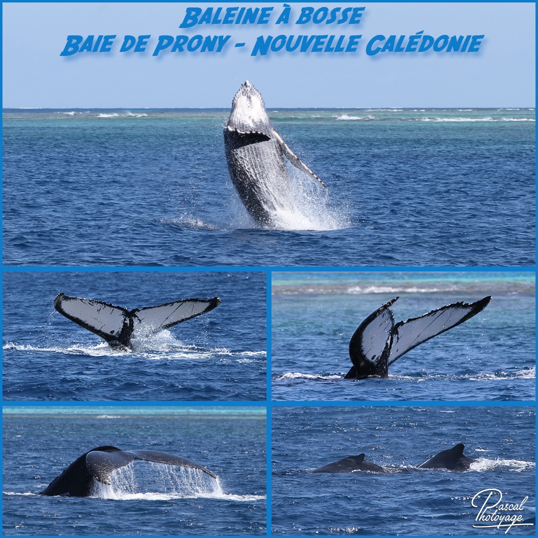 60888317_nouvelle_caledonie_-_baleine_a_bosse_01_-_layout_56_1080x1080.jpg