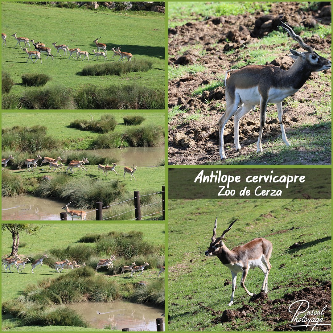 61078463_cerza_-_antilope_cervicapre_01_-_layout_17_1080x1080.jpg