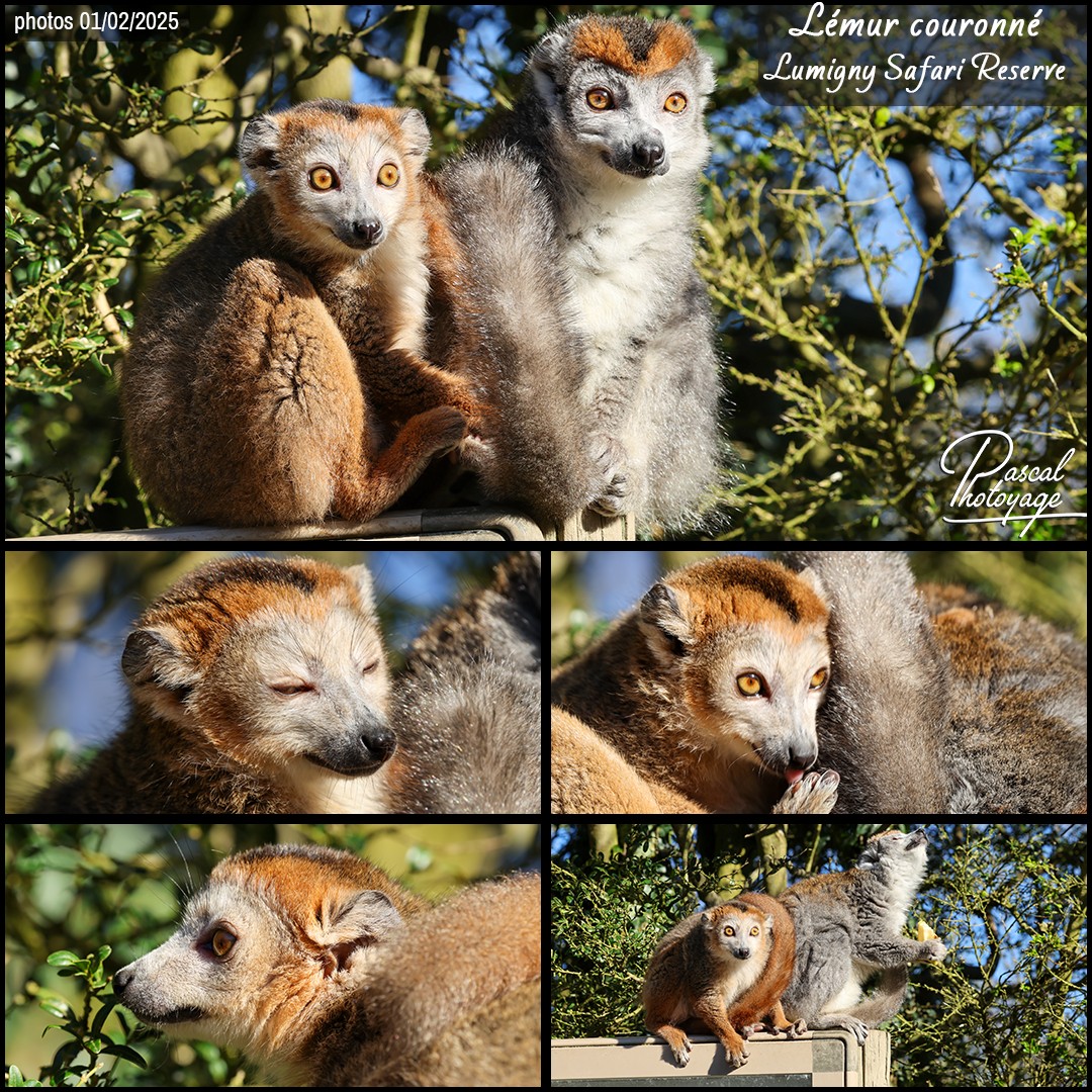 61142128_lemur_couronne_01_-_lumigny_safari_reserve_-_layout_56_1080x1080.jpg