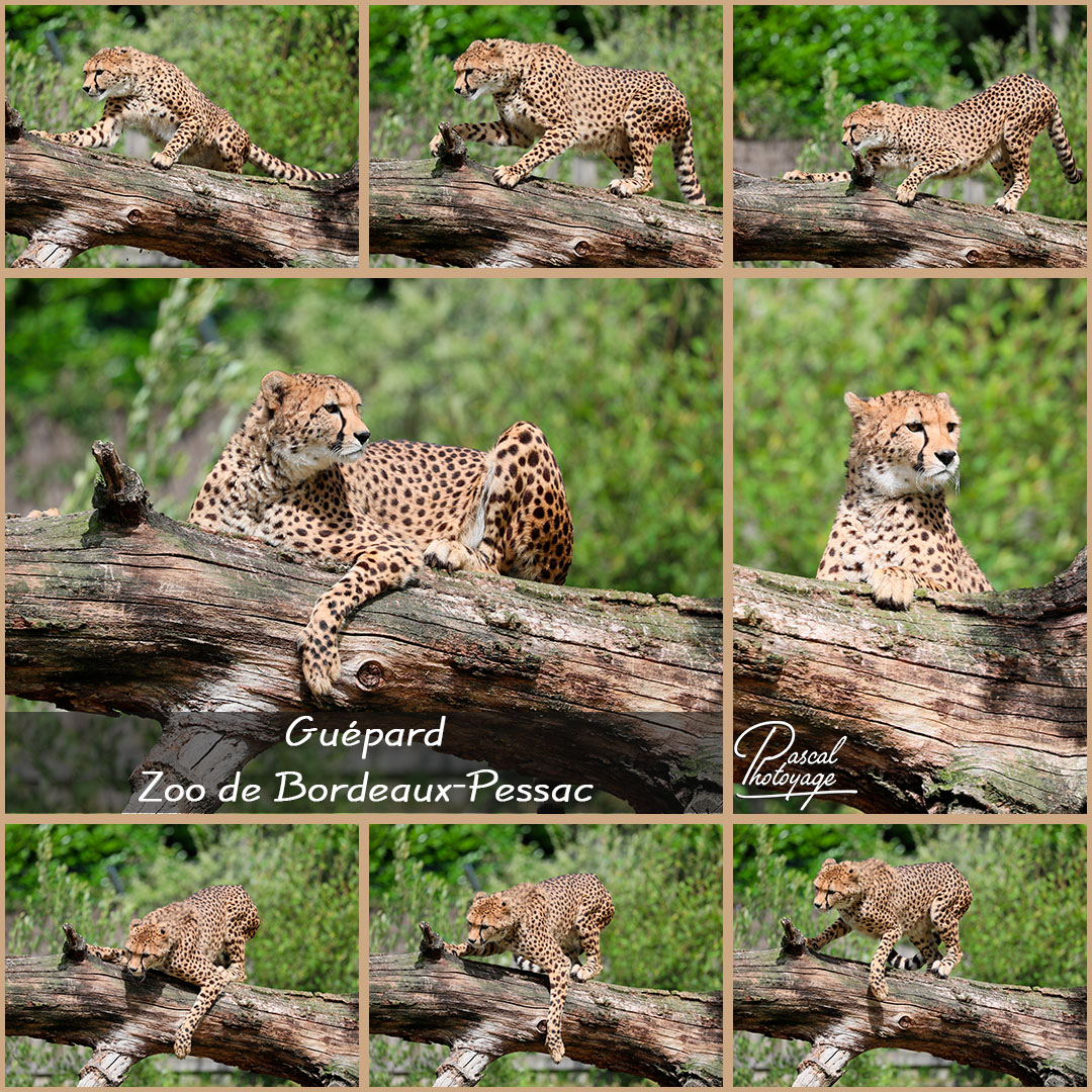 61167442_zoo_bordeaux-pessac_-_guepard_01_-_layout_36_1080x1080.jpg