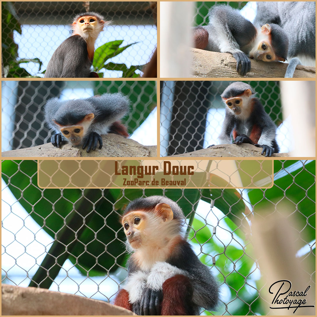 61900495_beauval_-_langur_douc_01_-_layout_55_1080x1080.jpg