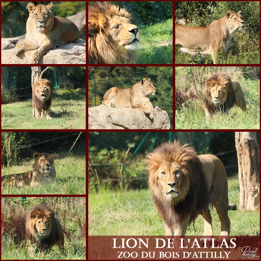 62774320_zoo_du_bois_d_attilly_01_-_layout_45_1080x1080.jpg