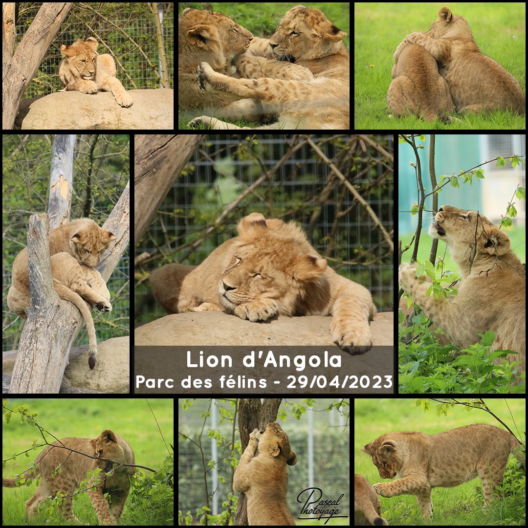 64779262_parc_des_felins_-_lion_d_angola_01_-_layout_70_1080x1080.jpg