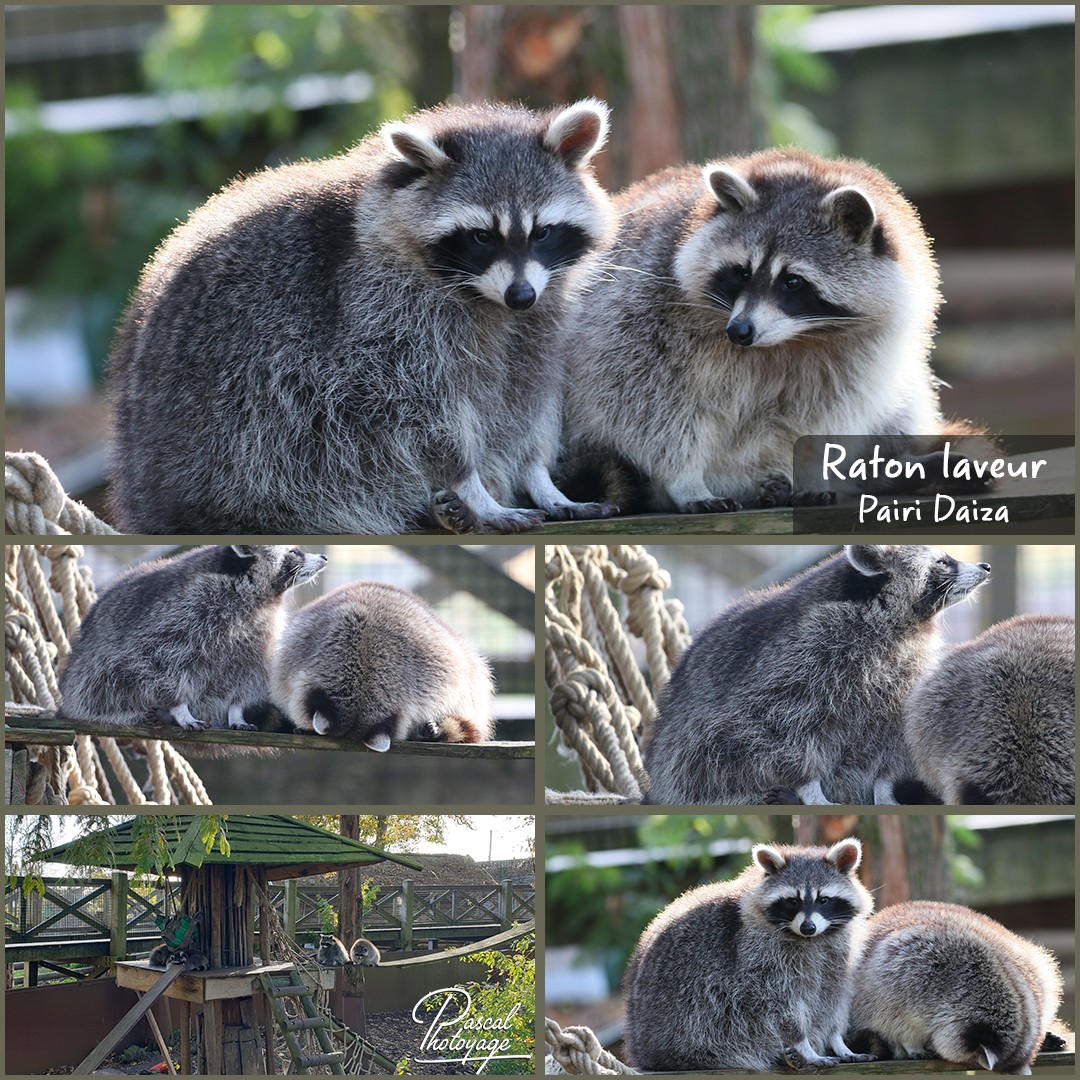 64816280_pairi_daiza_-_raton_laveur_01_-_layout_56_1080x1080.jpg