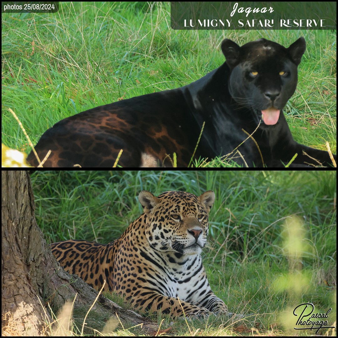 65220807_jaguar_01_-_lumigny_safari_reserve_-_layout_52_1080x1080.jpg