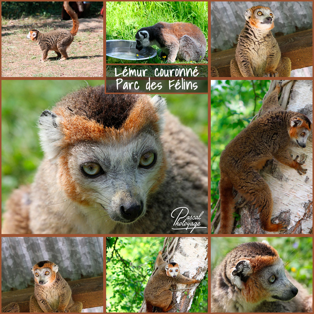 65440047_parc_des_felins_-_lemur_couronne_01_-_layout_36_1080x1080.jpg