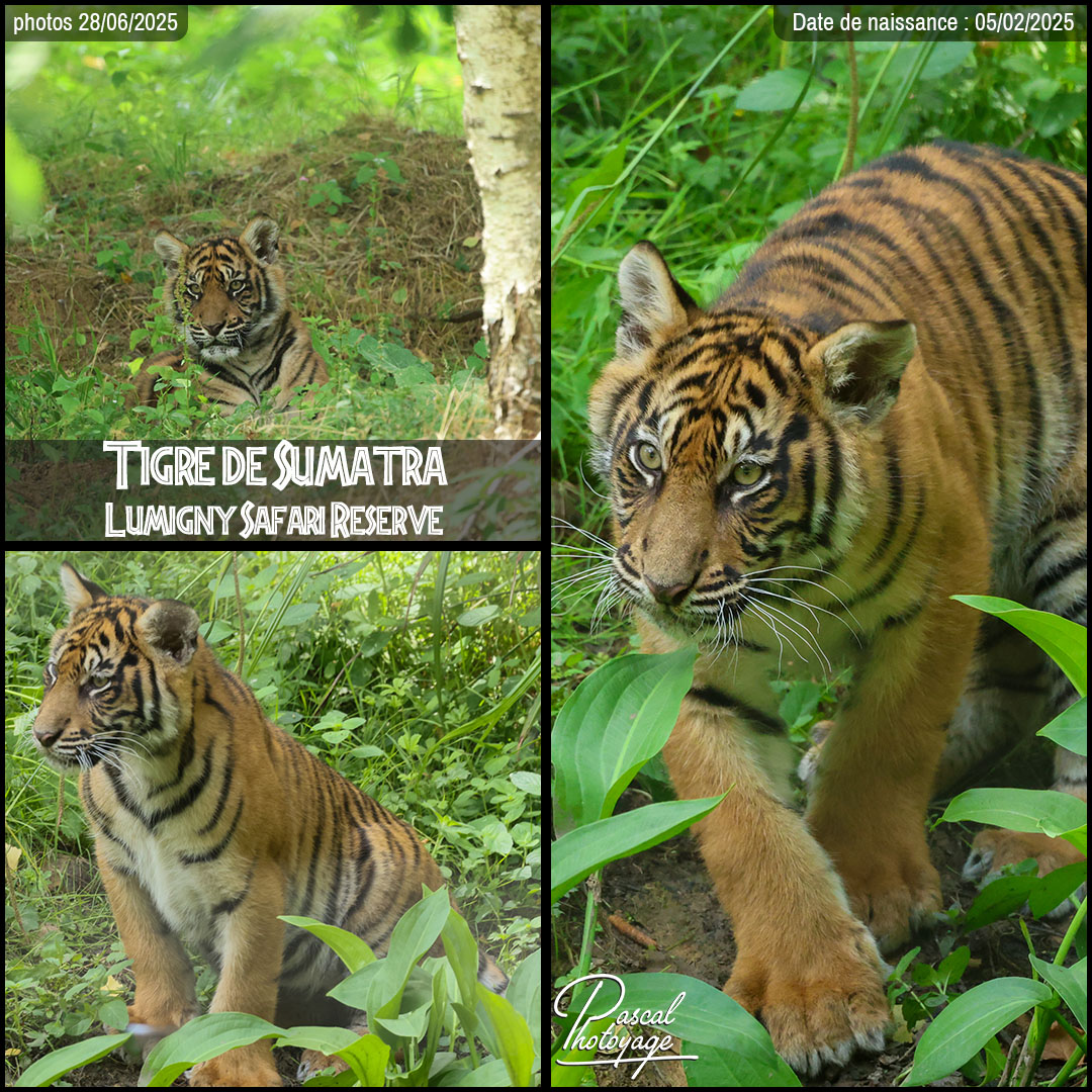65703936_tigre_de_sumatra_01_-_lumigny_safari_reserve_-_layout_69_1080x1080.jpg