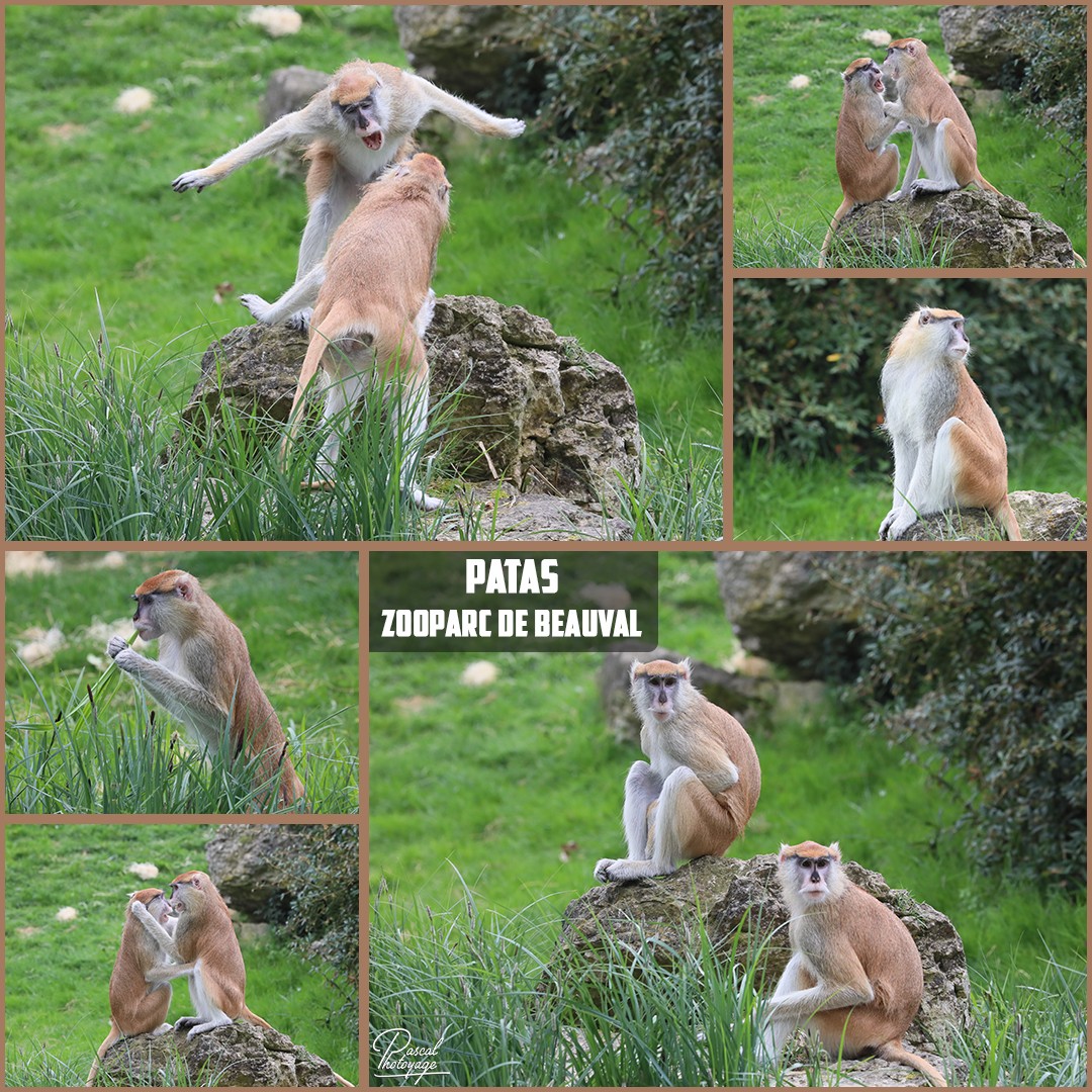 65833918_beauval_-_patas_01_-_layout_27_1080x1080.jpg