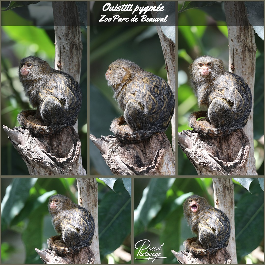 65896114_beauval_-_ouistiti_pygmee_01_-_layout_24_1080x1080.jpg