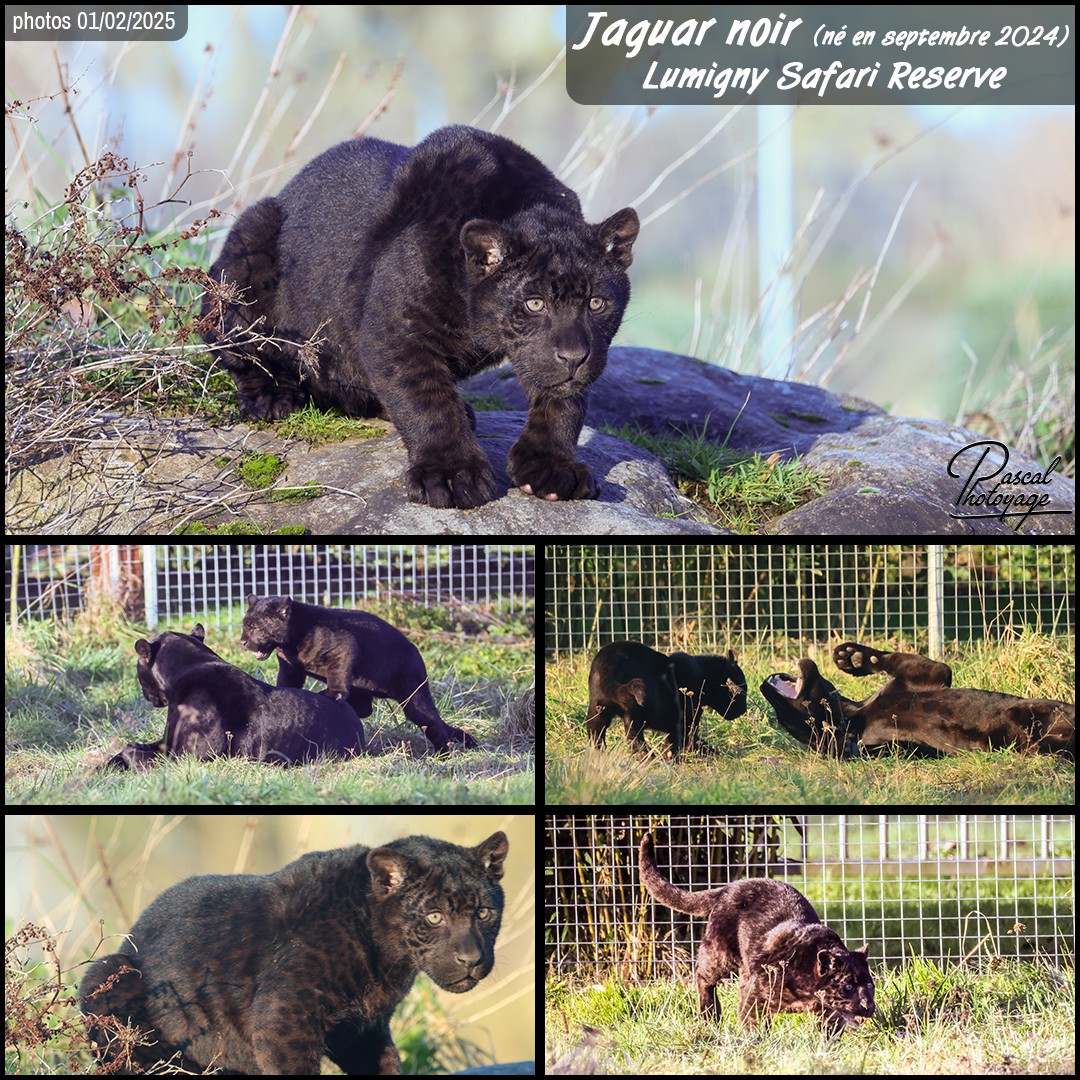66084886_jaguar_noir_01_-_lumigny_safari_reserve_-_layout_56_1080x1080.jpg