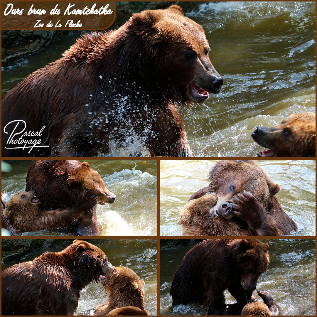 66118255_ours_du_kamtchatka_-_la_fleche_-_layout_56_1080x1080.jpg