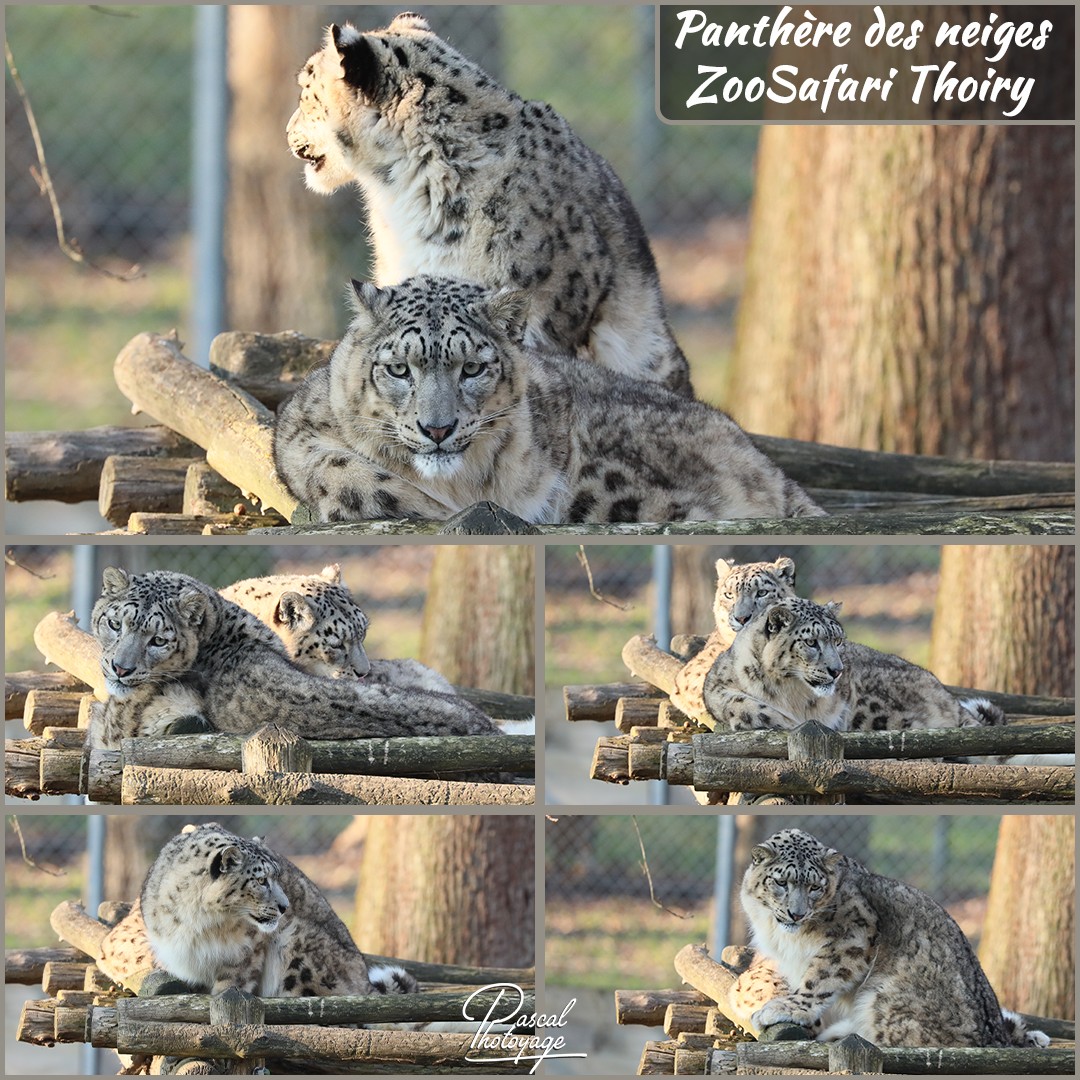66543402_thoiry_-_panthere_des_neiges_02_-_layout_56_1080x1080.jpg