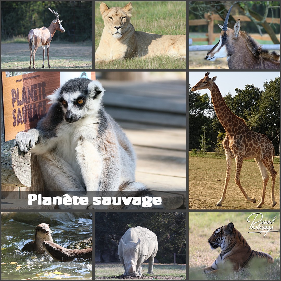 67346731_planete_sauvage_01_-_layout_36_1080x1080.jpg