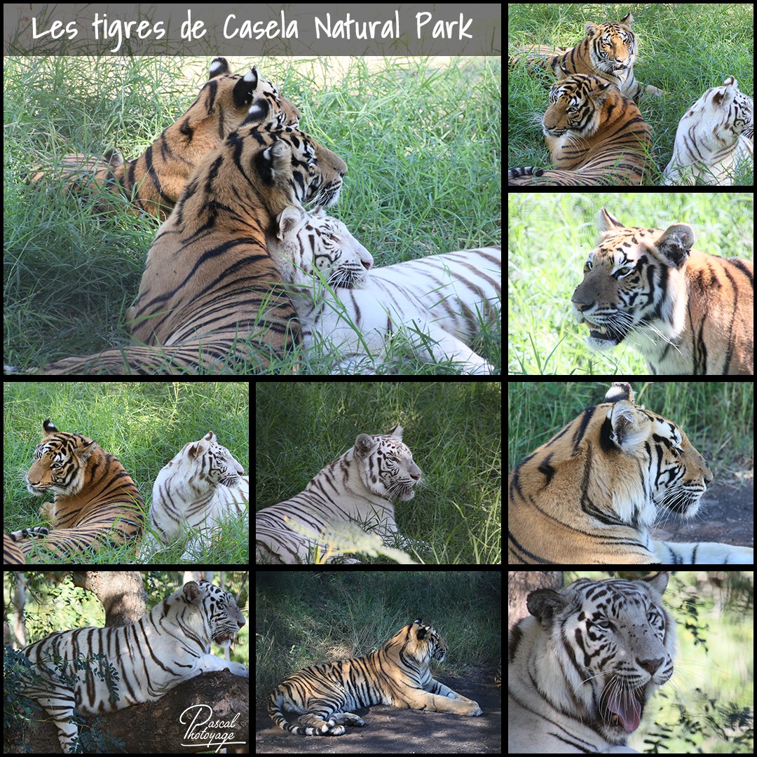 67574412_casela_-_tigres_01_-_layout_44_1080x1080.jpg