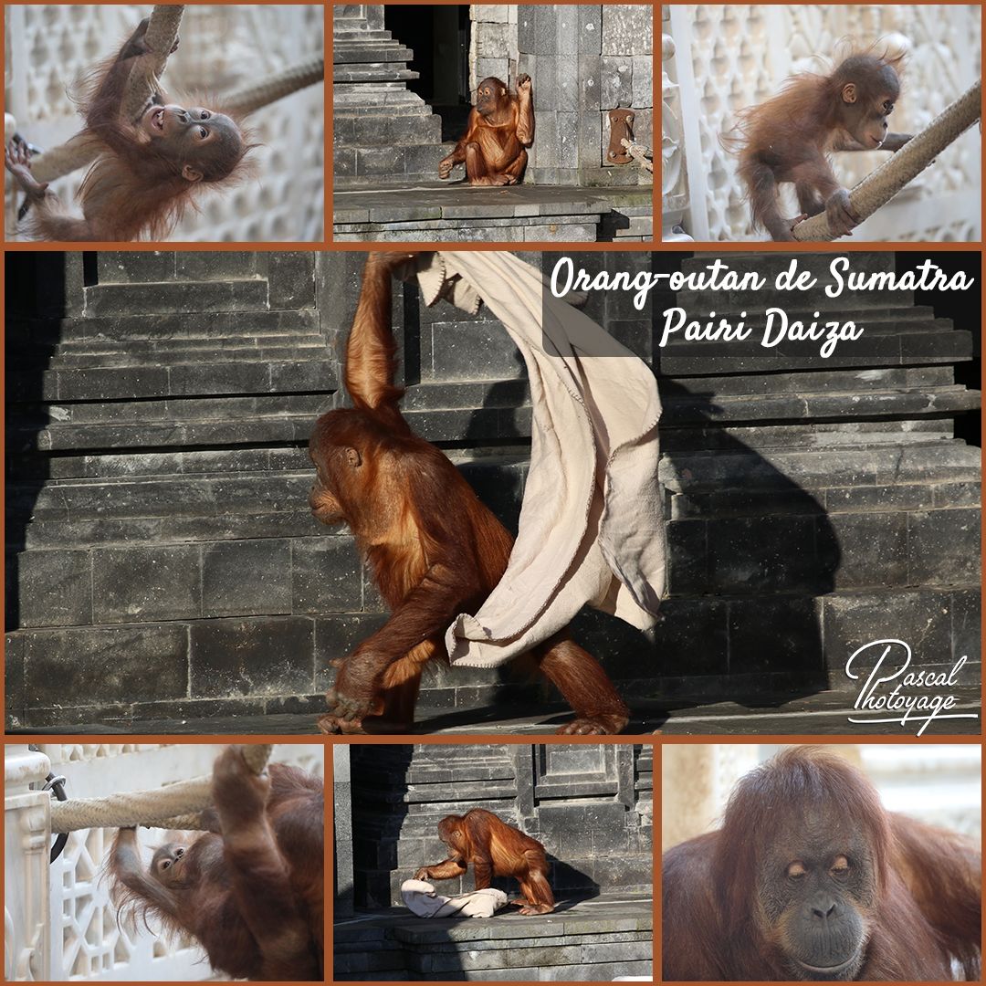 68621027_pairi_daiza_-_orang_outan_sumatra_01_-_layout_32_1080x1080.jpg