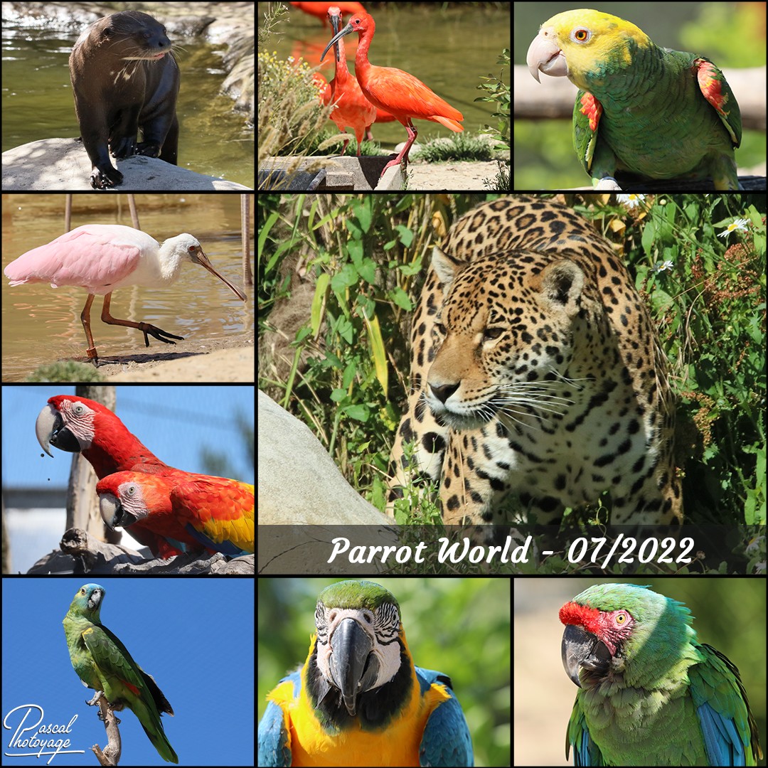 68869843_parrot_world_-_juillet_2022_-_layout_47_1080x1080.jpg