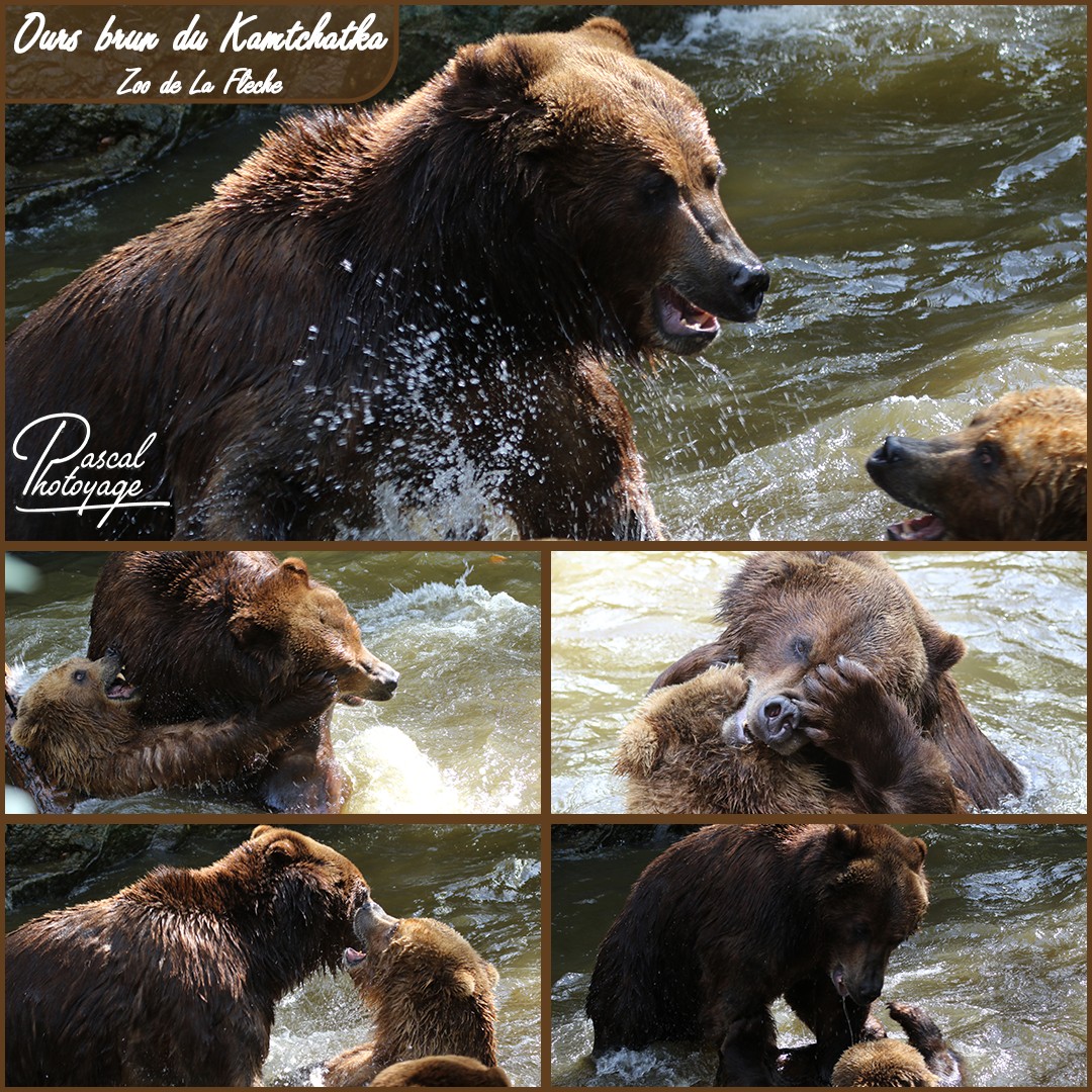 68880277_ours_du_kamtchatka_-_la_fleche_-_layout_56_1080x1080.jpg