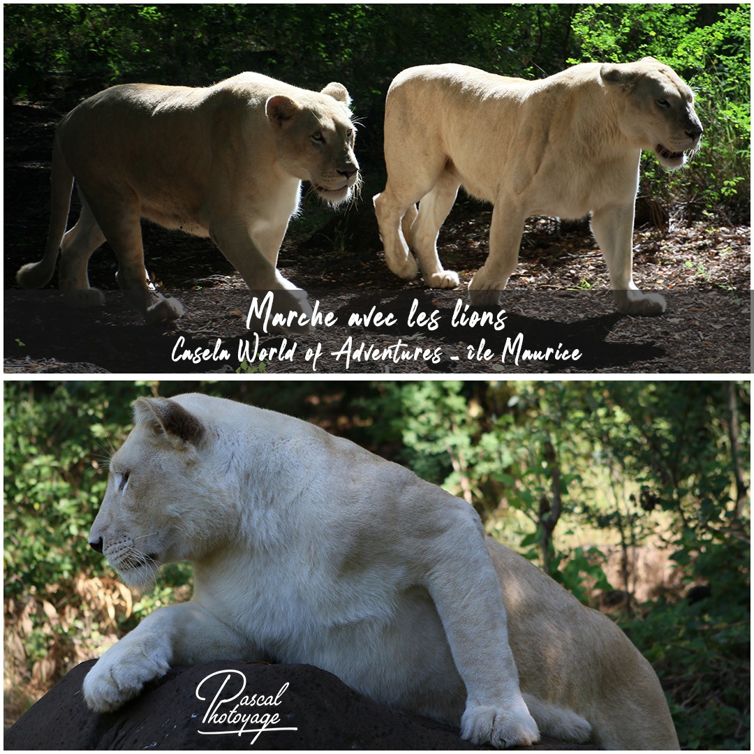 68935963_casela_-_lions_01_-_layout_52_1080x1080.jpg