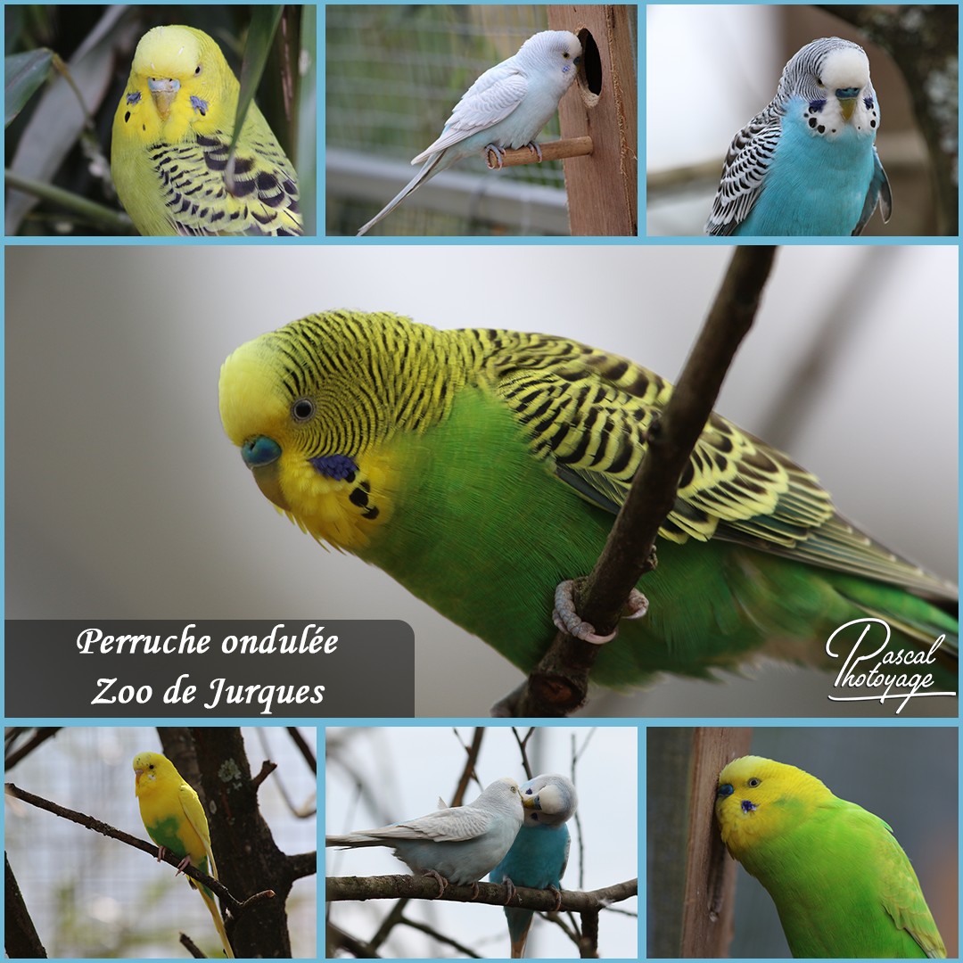 69100379_jurques_-_perruche_ondulee_-_layout_32_1080x1080.jpg