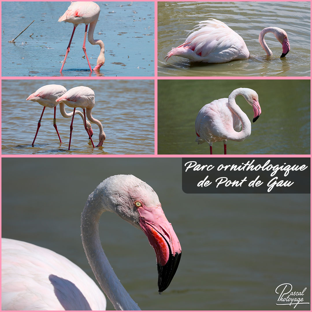 69544278_parc_ornithologique_de_pont_de_gau_01_-_layout_55_1080x1080.jpg 69544278_parc_ornithologique_de_pont_de_gau_01_-_layout_55_1080x1080.jpg