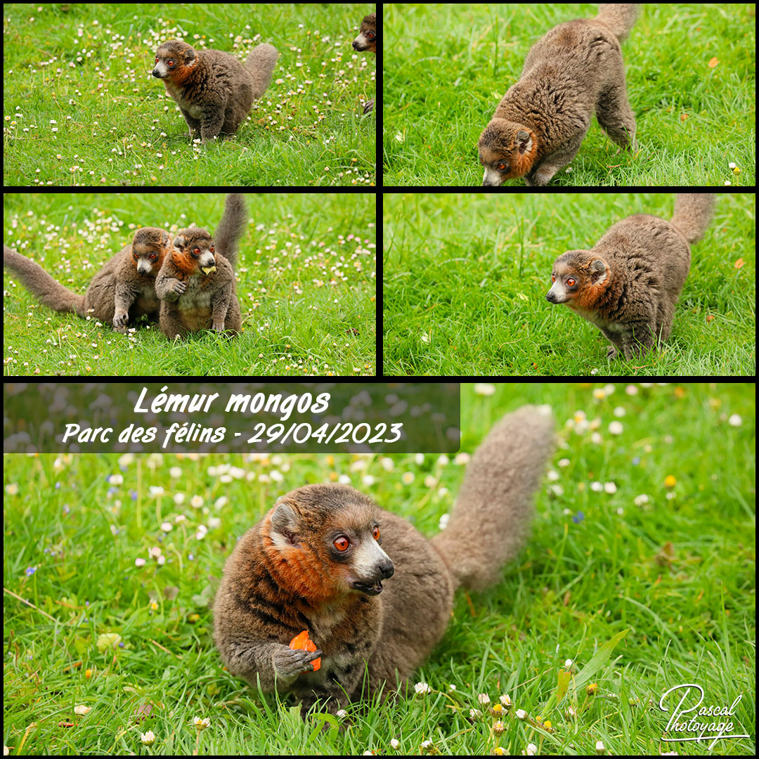 69688803_parc_des_felins_-_lemur_mongos_01_-_layout_55_1080x1080.jpg