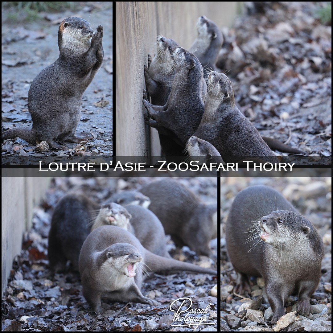 69858484_thoiry_-_loutre_d_asie_01_-_layout_09_1080x1080.jpg