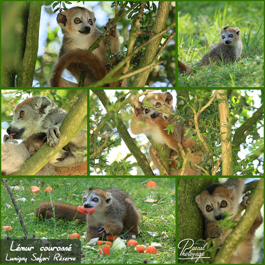 69965953_lemur_couronne_01_-_lumigny_safari_reserve_-_layout_28_1080x1080.jpg