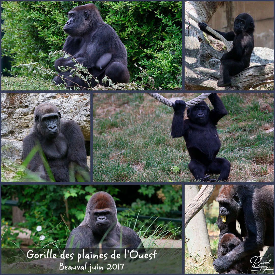 69986312_beauval_-_gorille_des_plaines_de_l_ouest_01_-_layout_28_1080x1080.jpg 69986312_beauval_-_gorille_des_plaines_de_l_ouest_01_-_layout_28_1080x1080.jpg