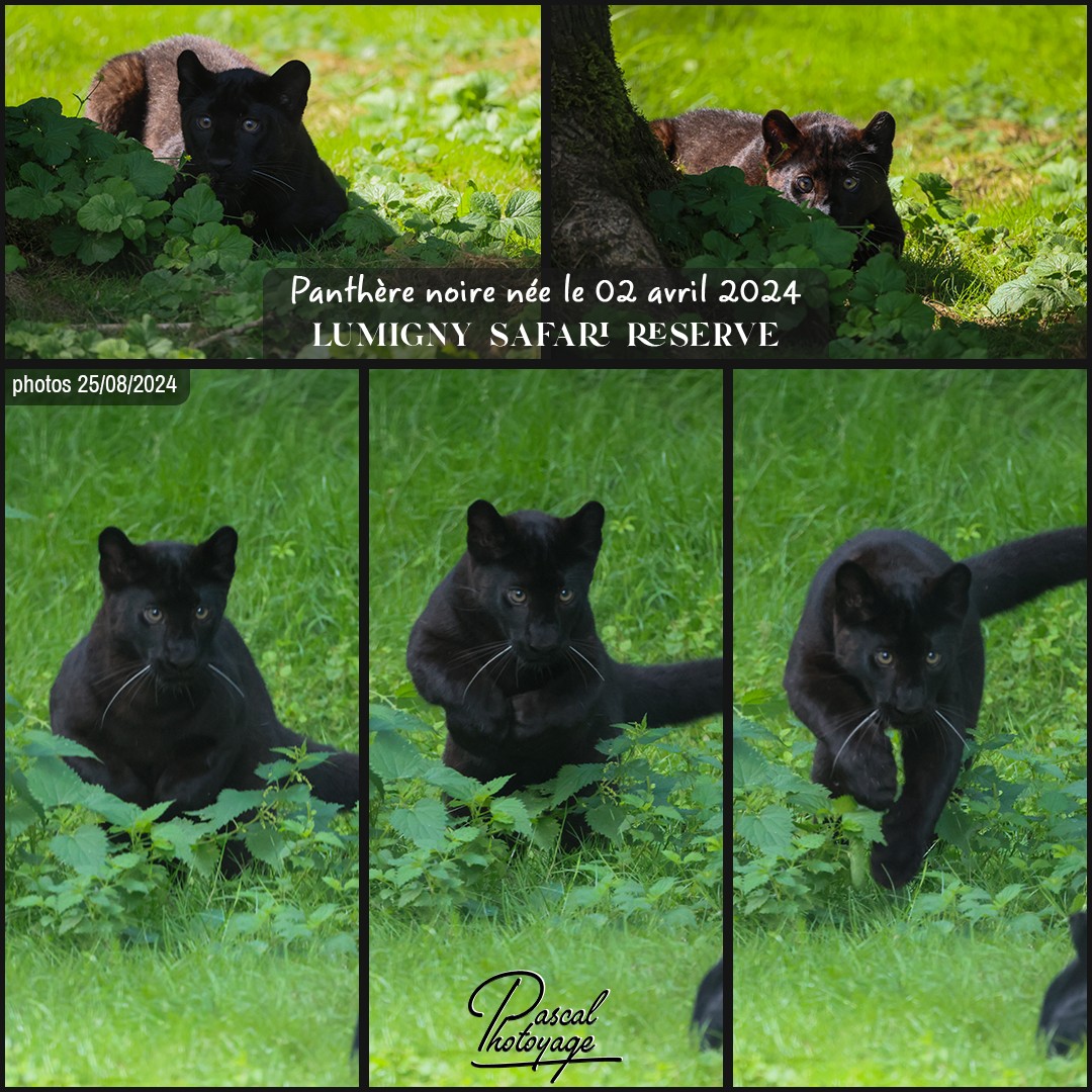 70020466_panthere_noire_01_-_lumigny_safari_reserve_-_layout_23_1080x1080.jpg