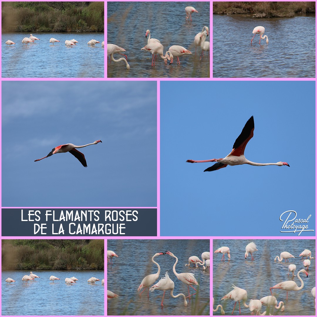 70826813_camargue_01_-_layout_34_1080x1080.jpg