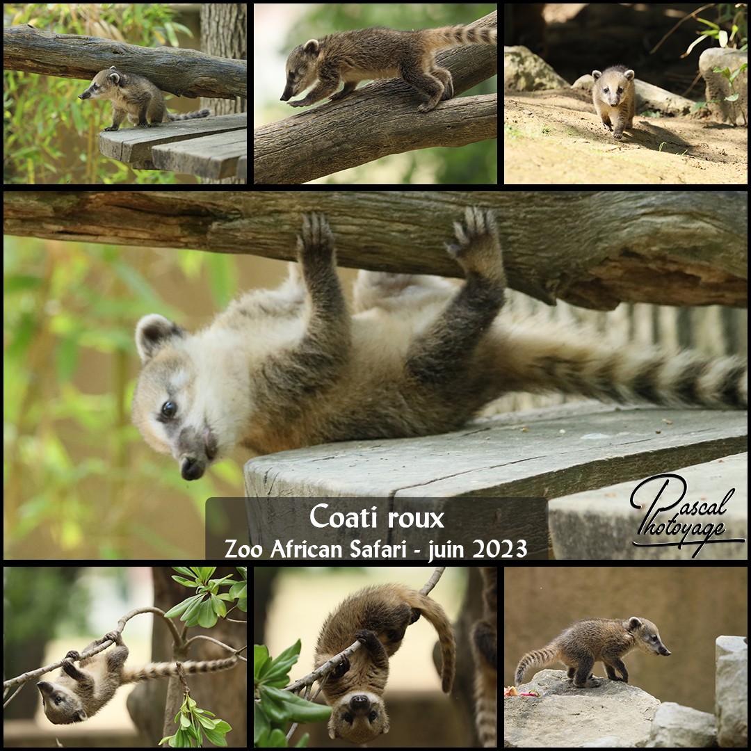 70909932_zoo_african_safari_-_coati_roux_01_-_layout_32_1080x1080.jpg
