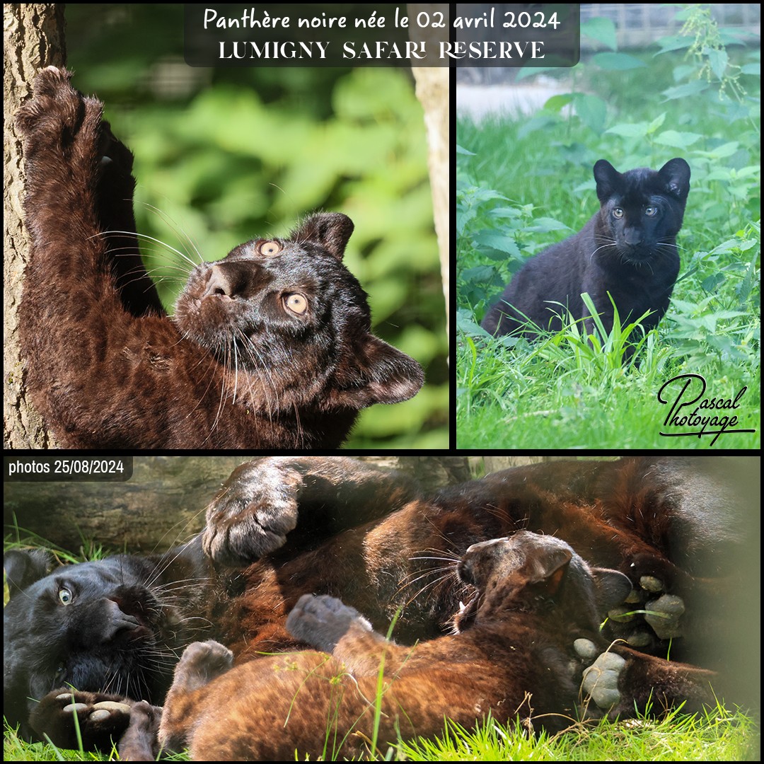 71470588_panthere_noire_01_-_lumigny_safari_reserve_-_layout_01_1080x1080.jpg
