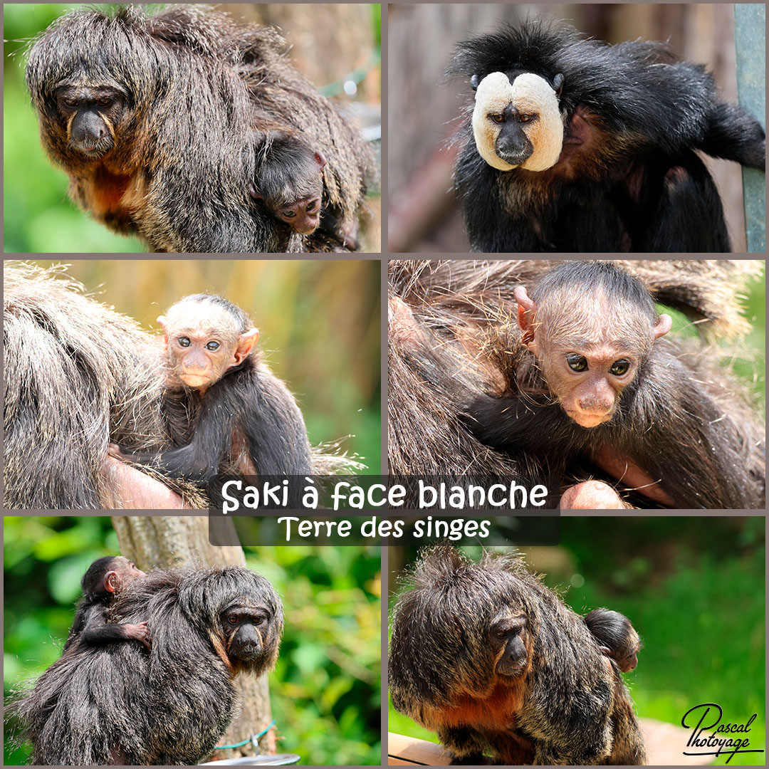 71672904_saki_a_face_blanche_01_-_terre_des_singes_-_layout_71_1080x1080.jpg 71672904_saki_a_face_blanche_01_-_terre_des_singes_-_layout_71_1080x1080.jpg