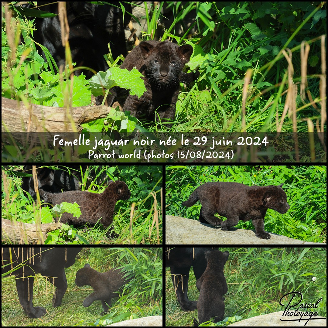 71704171_jaguar_noir_01_-_parrotd_world_-_layout_56_1080x1080.jpg