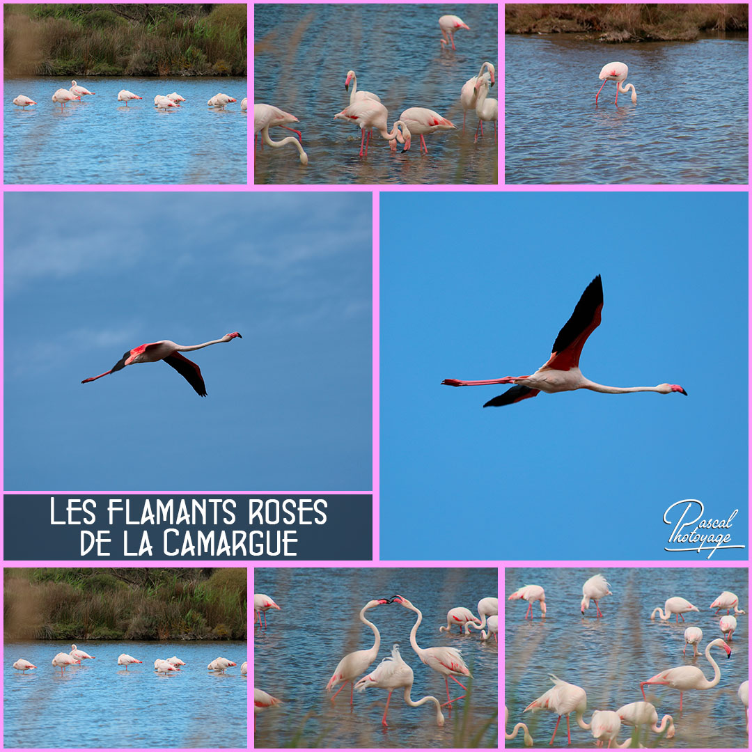 72584536_camargue_01_-_layout_34_1080x1080.jpg