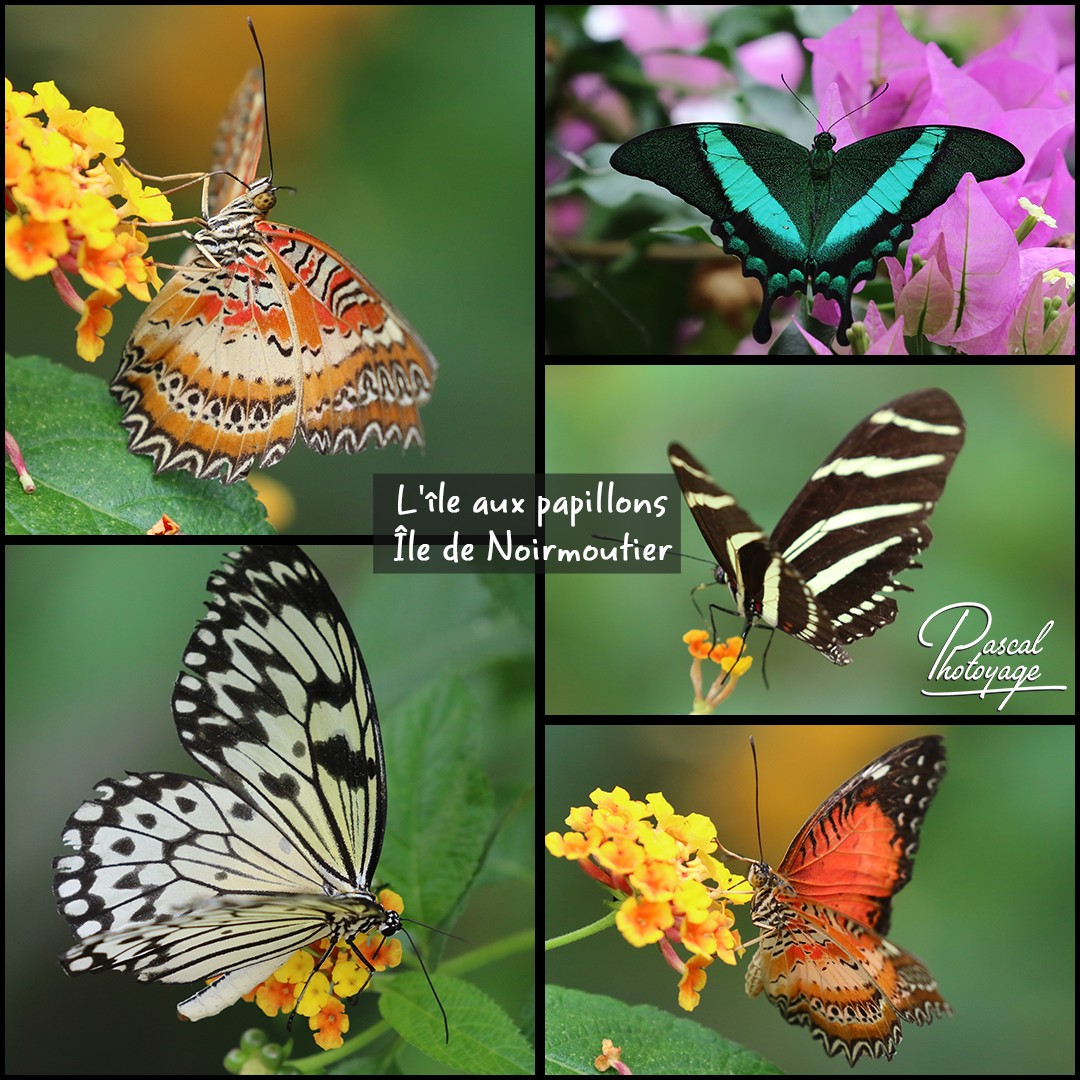 73091505_l_ile_aux_papillons_01_-_layout_18_1080x1080.jpg