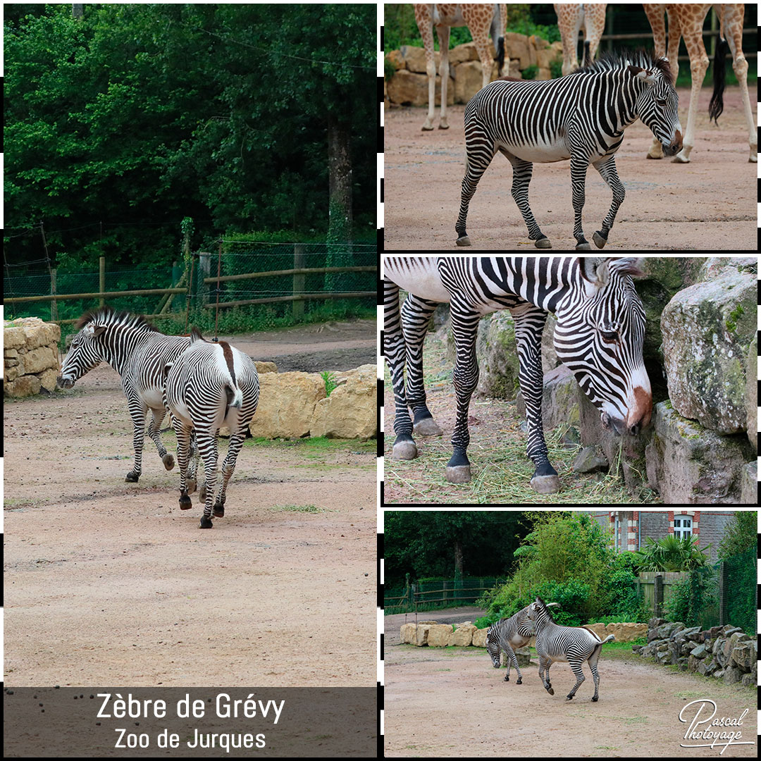 73373450_jurques_-_zebre_de_grevy_01_-_layout_67_1080x1080.jpg