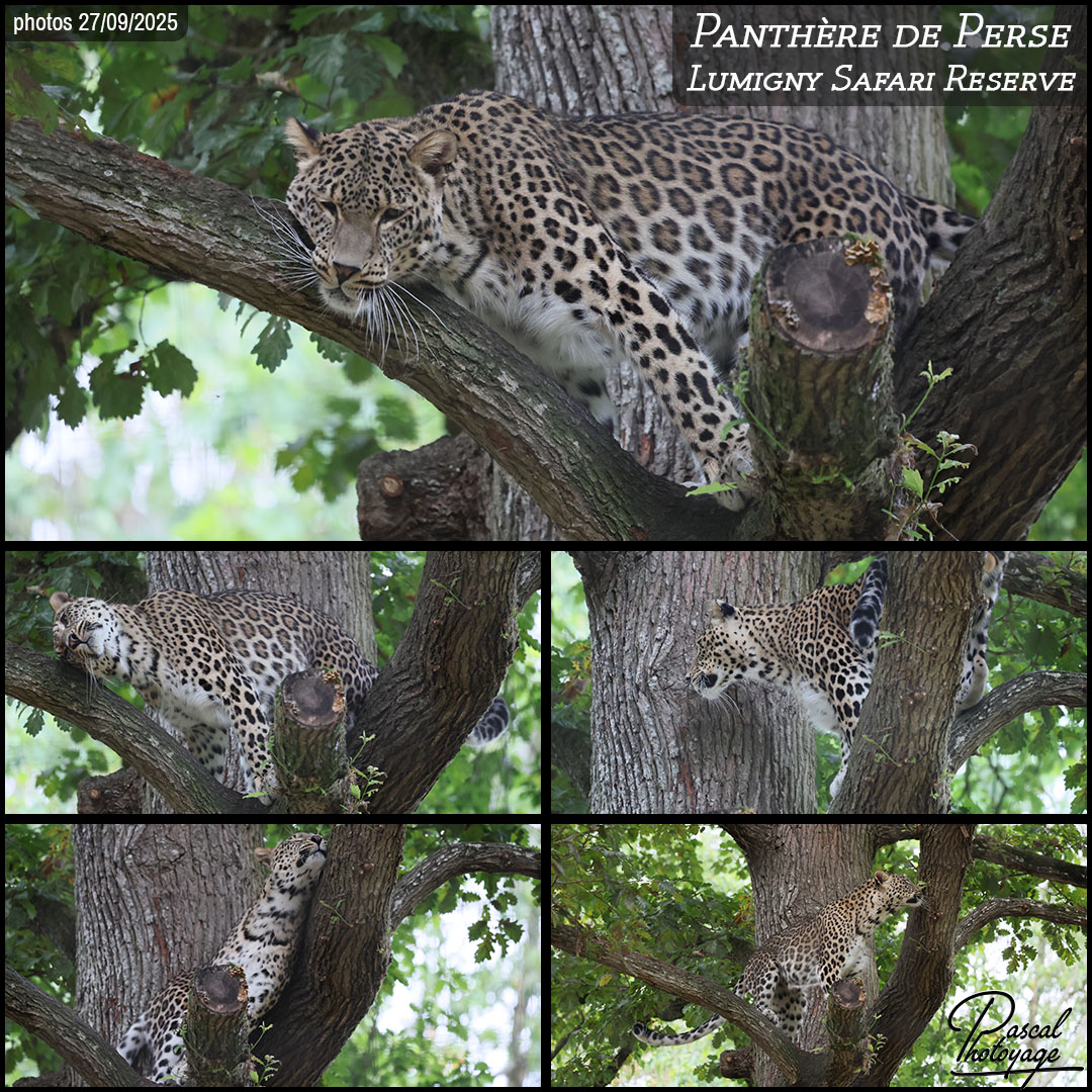 74112637_panthere_de_perse_01_-_lumigny_safari_reserve_-_layout_56_1080x1080.jpg