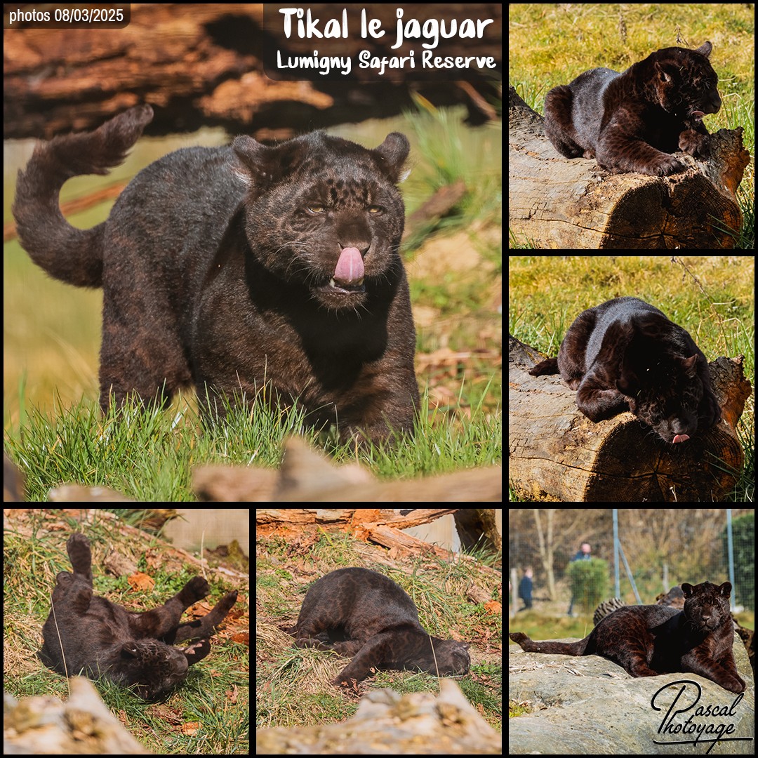74484151_jaguar_noir_01_-_lumigny_safary_reserve_-_layout_30_1080x1080.jpg