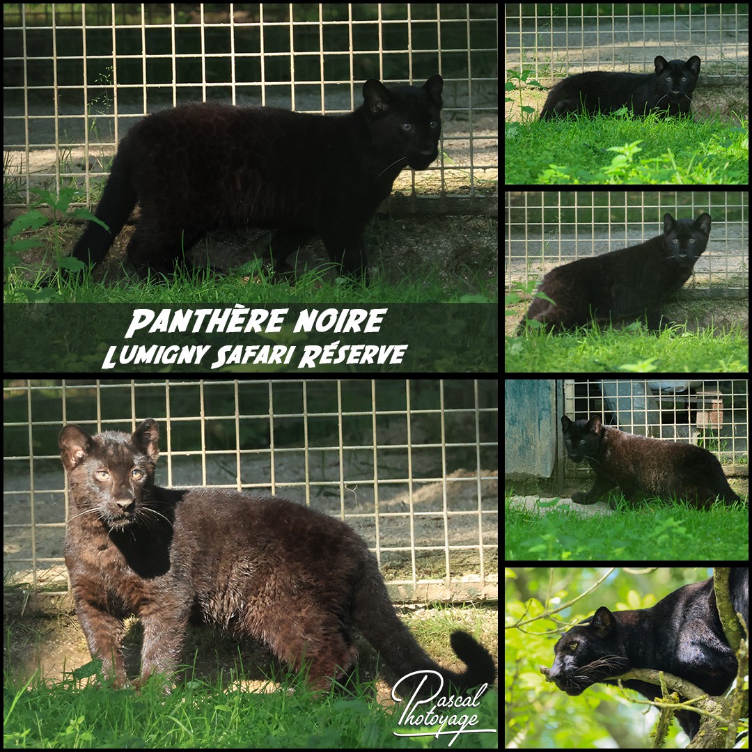 75071837_panthere_noire_01_-_lumigny_safari_reserve_-_layout_64_1080x1080.jpg