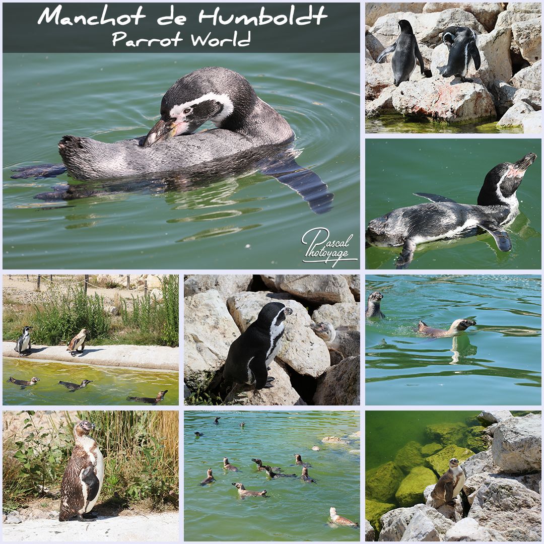 75352359_parrot_world_-_manchot_de_humboldt_01_-_layout_44_1080x1080.jpg